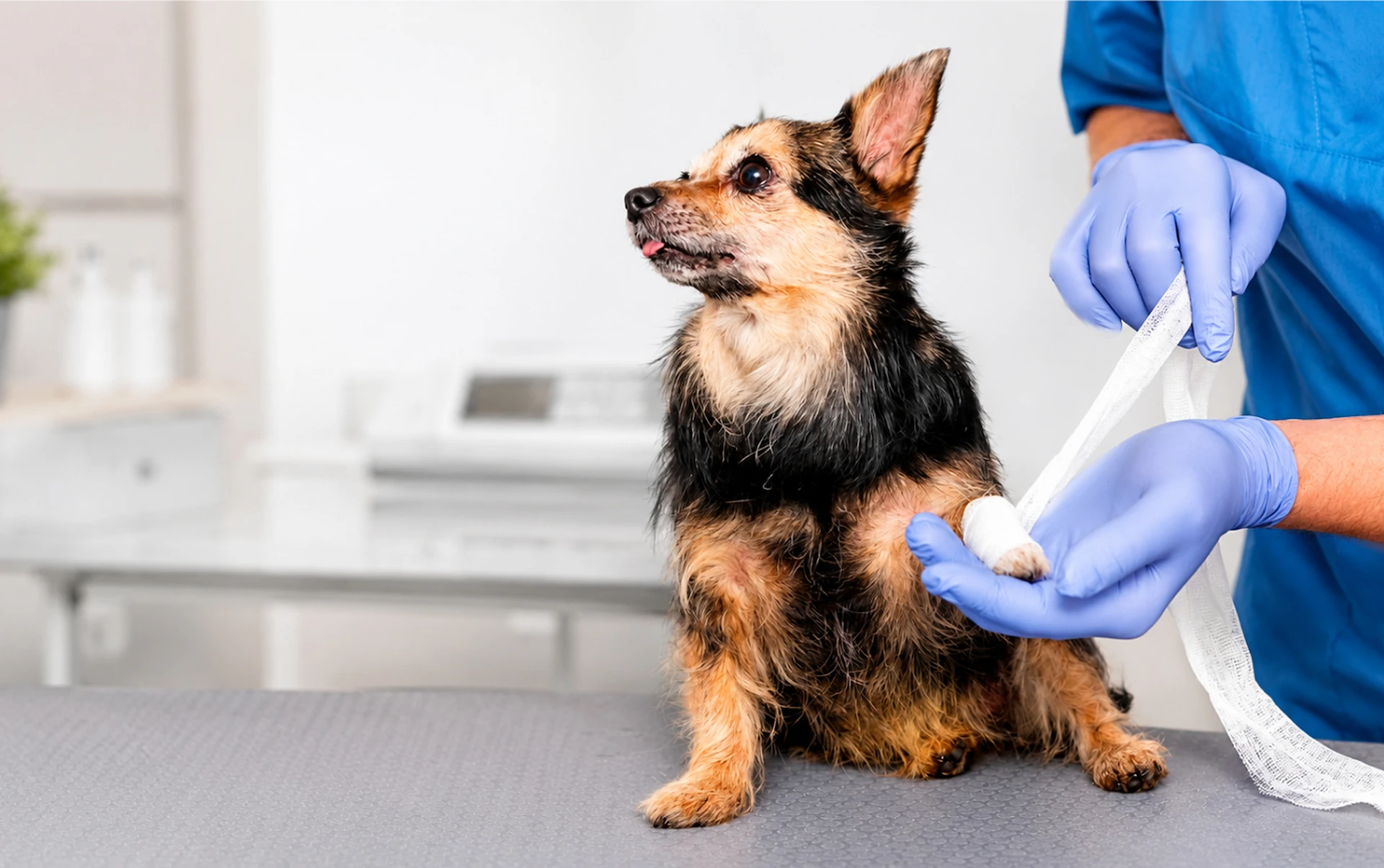 Small dog sits on an exam table while a veterinarian bands or wraps its leg with gauze.