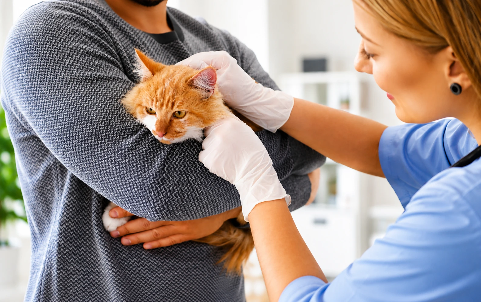 York Veterinary Hospital Emergency Services