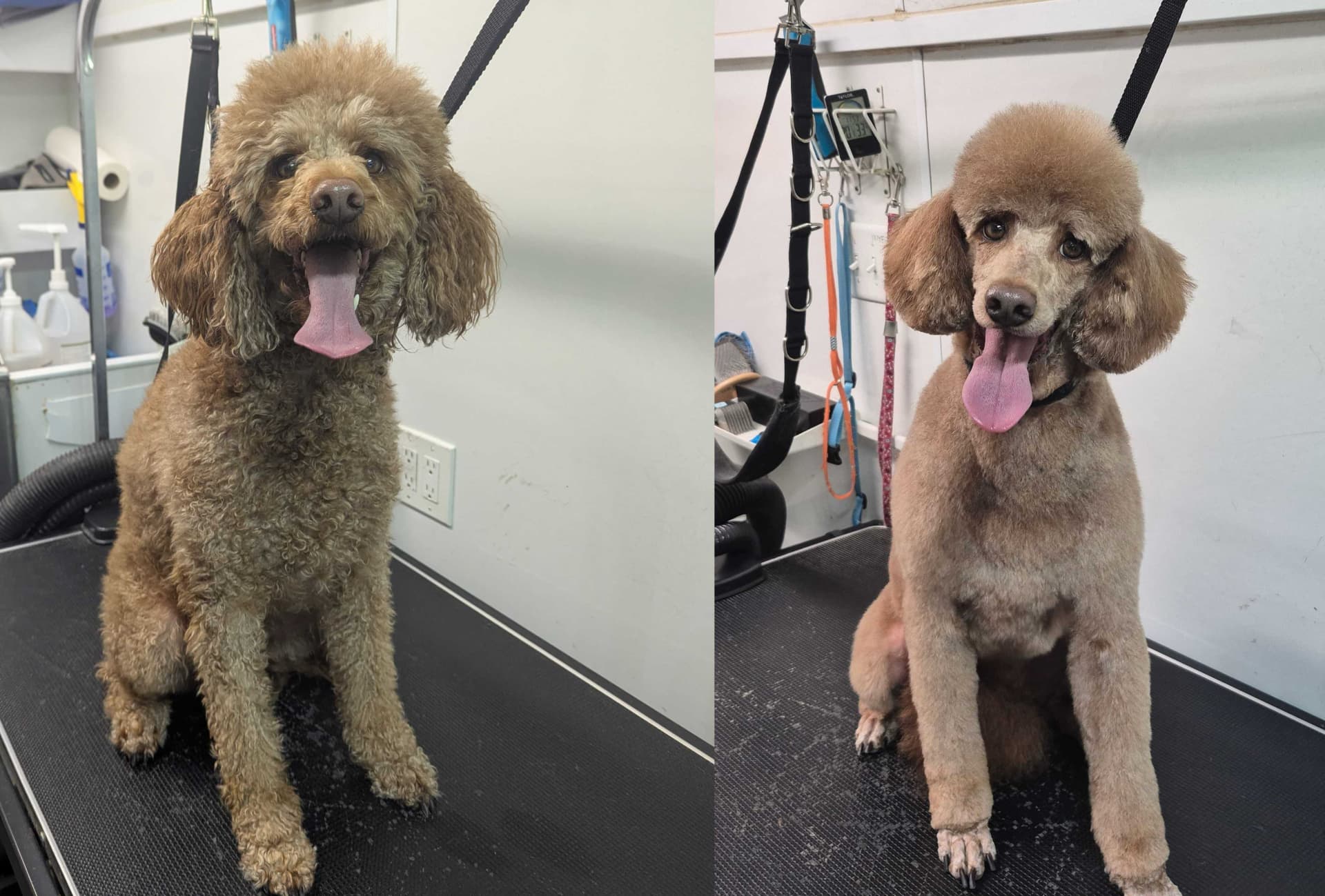 dog groom 