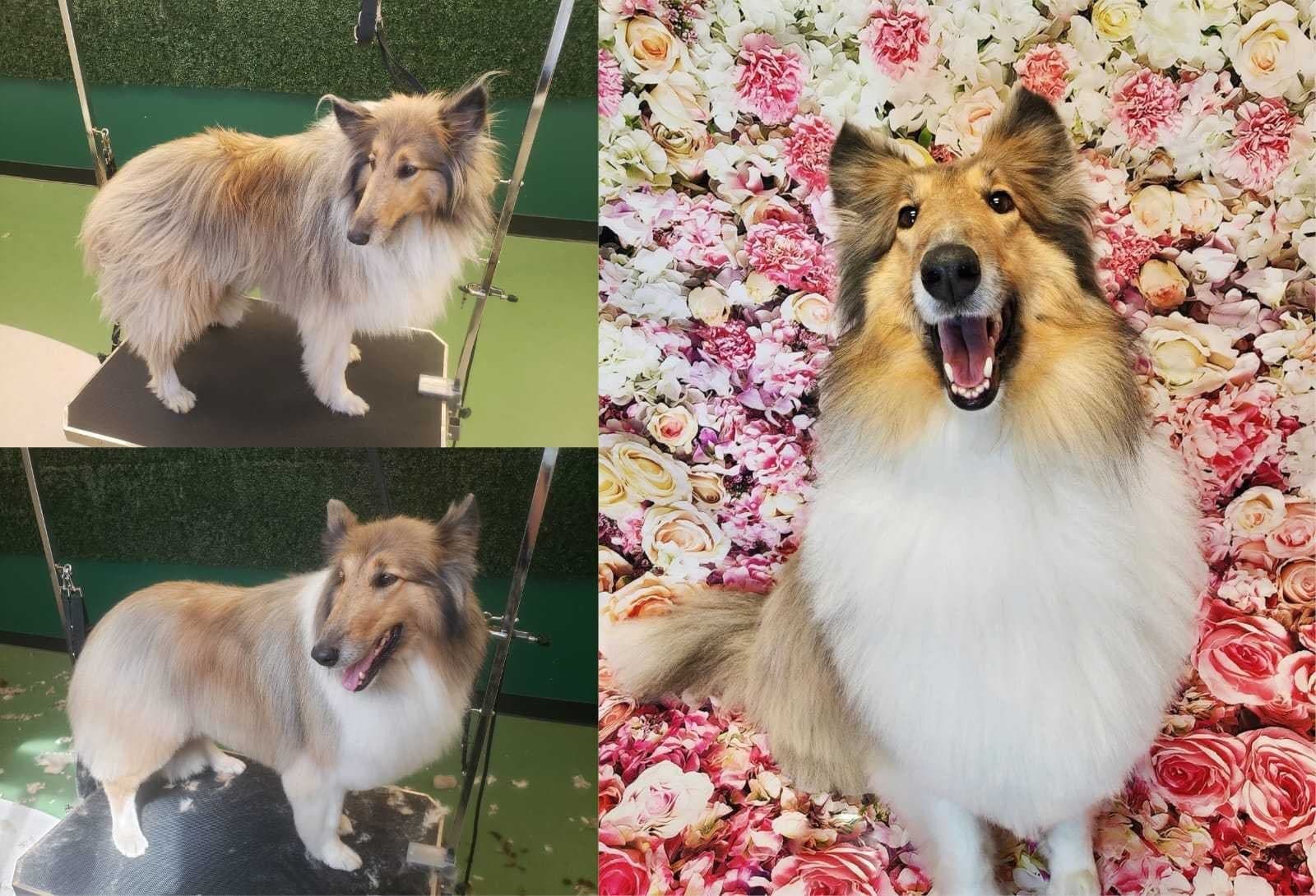 dog groom2 