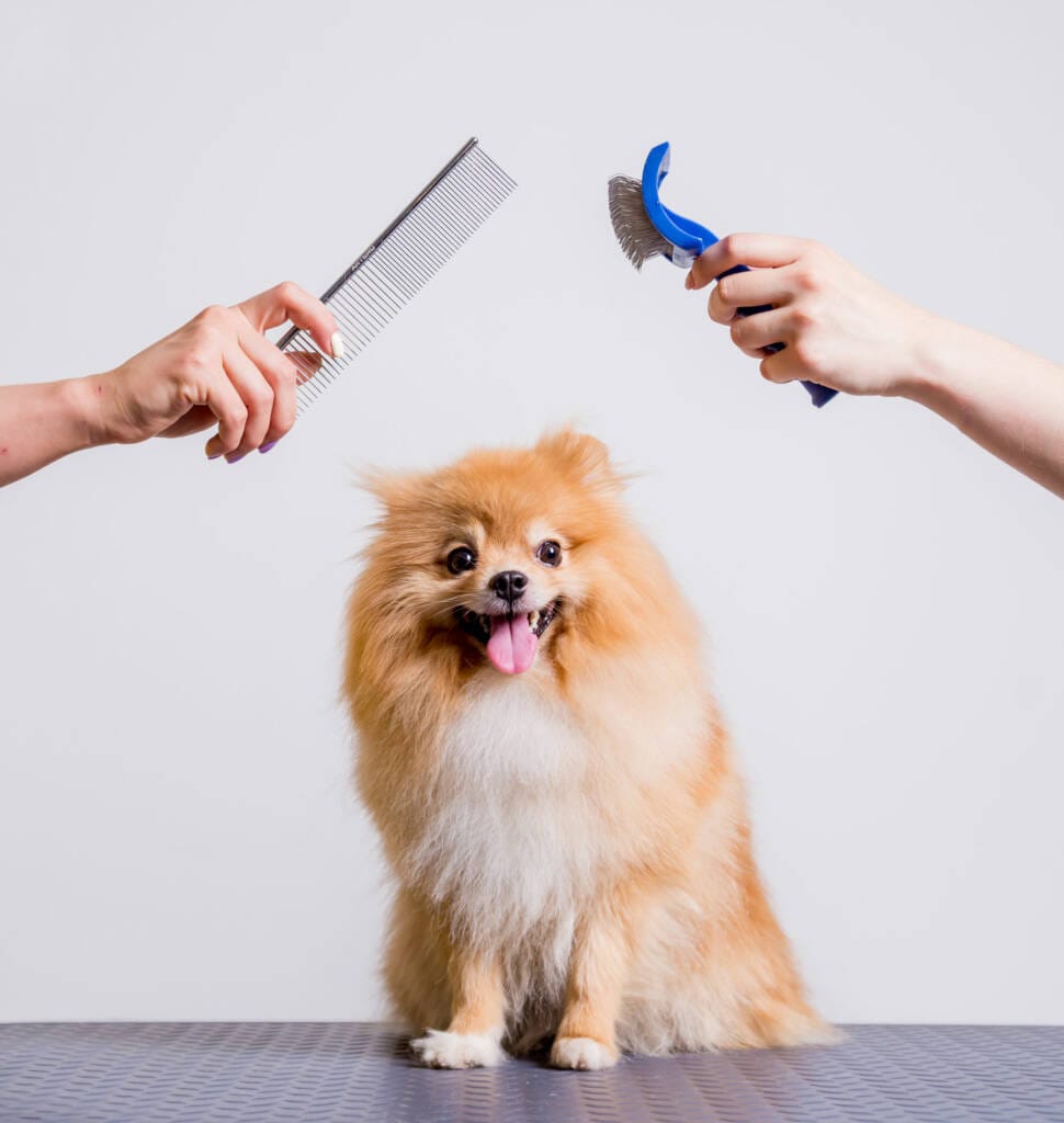 grooming