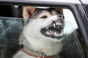 Husky sled dog in car, travel pet Husky dog in car