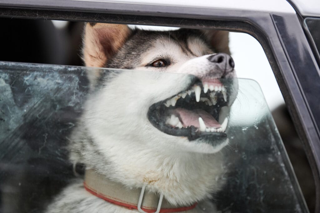 Husky sled dog in car, travel pet York Veterinary Hospital Husky sled dog in car, travel pet Husky dog in car