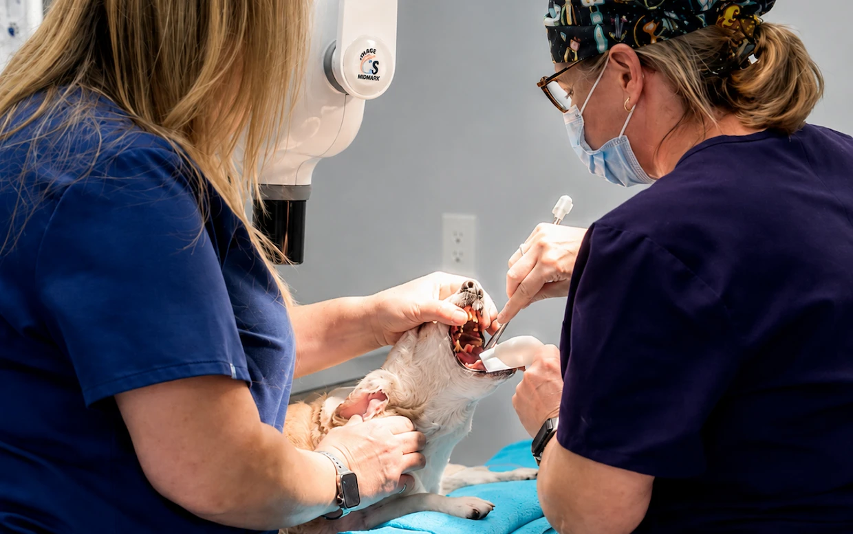 Pet Dental care