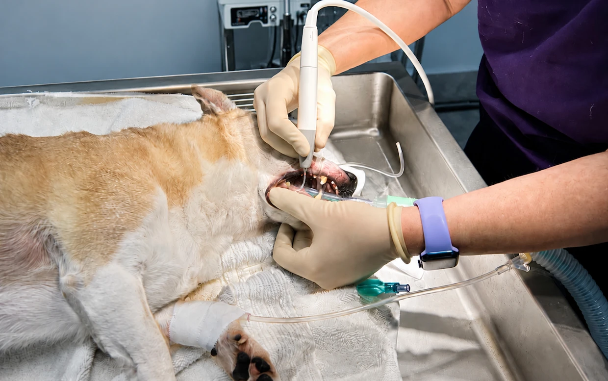 Vet in gloves uses a dental tool on a dog's open mouth during a dental procedure; endotracheal tube and IV line visible.