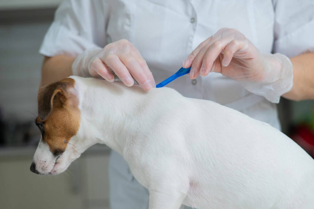 Flea,-Tick-&-Heartworm-Prevention