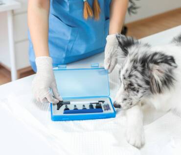 Hospice-Care York Veterinary Hospital Hospice-Care