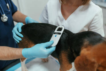 Microchipping York Veterinary Hospital Microchipping