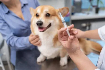 Vaccinations 