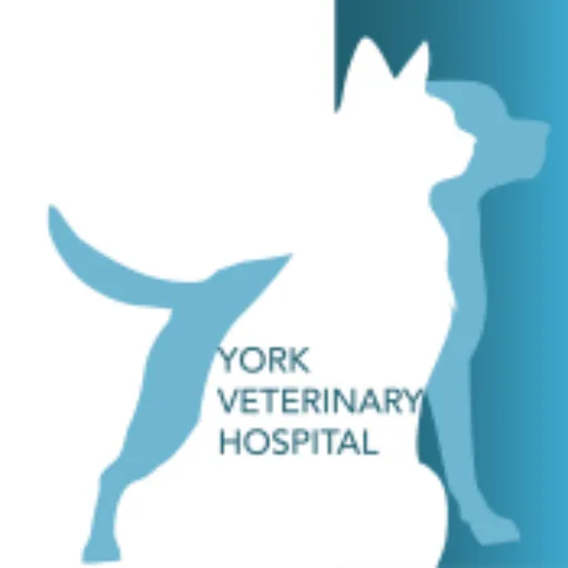 York Veterinary Hospital