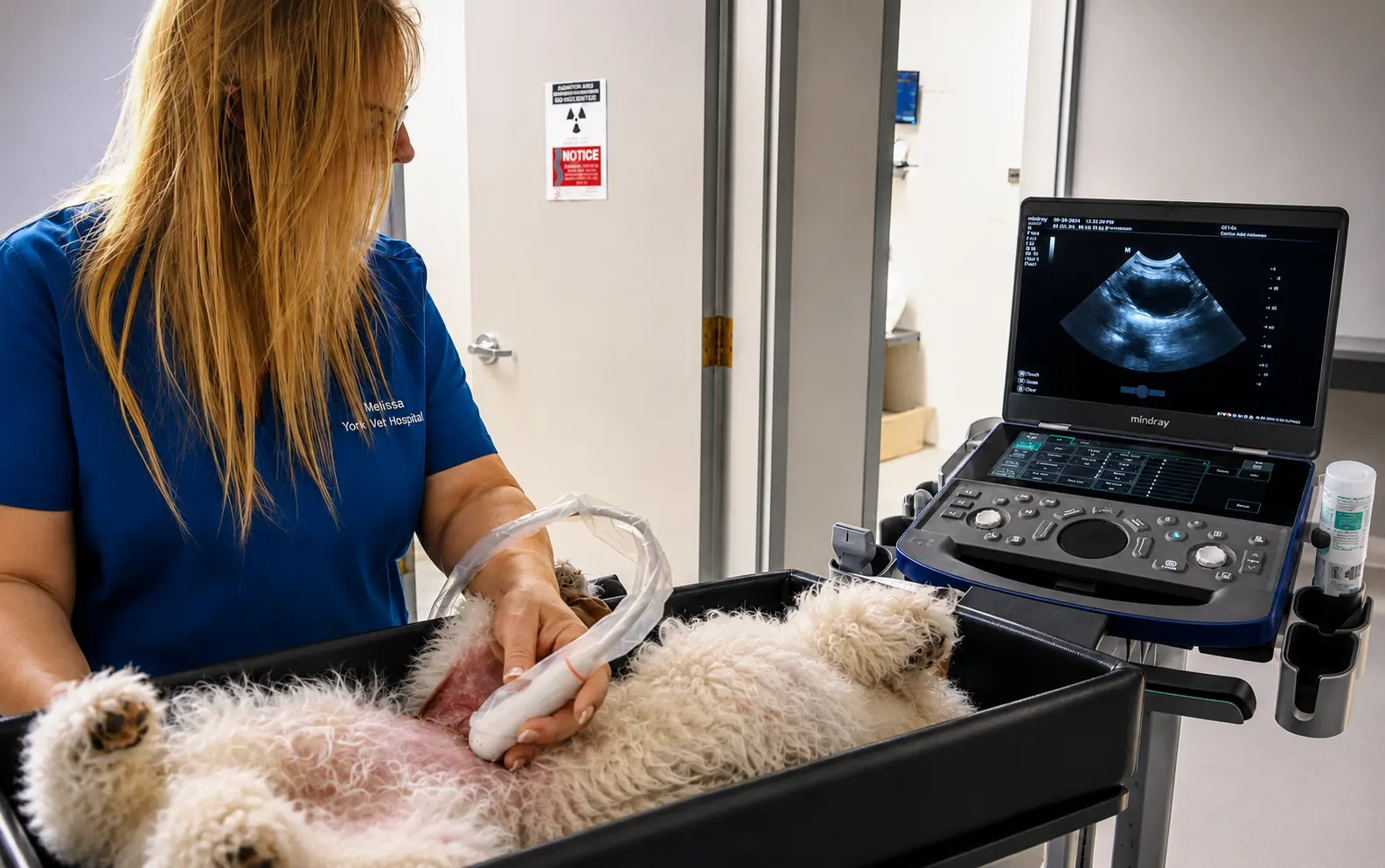 pet-imaging-1 Veterinary technician in blue scrubs performs an abdominal ultrasound on a fluffy white dog on a rolling cart beside a ultrasound machine.