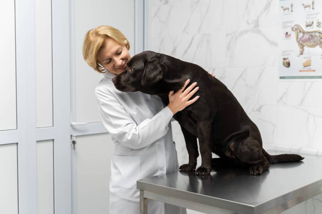 senior-dog-care