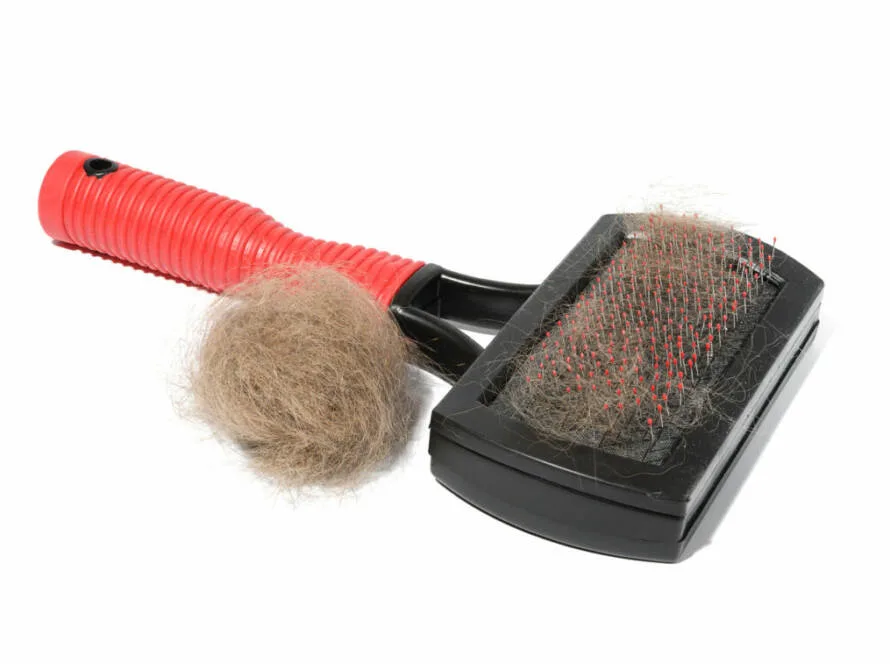 Plastic brush and combing out wool in animals and a tuft of gray 
