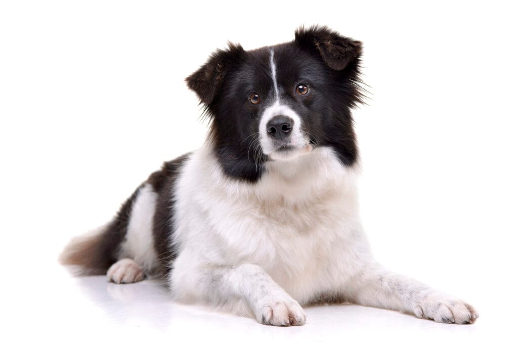 Studio shot of an adorable border collie York Veterinary Hospital Studio shot of an adorable border collie Studio shot of an adorable border collie