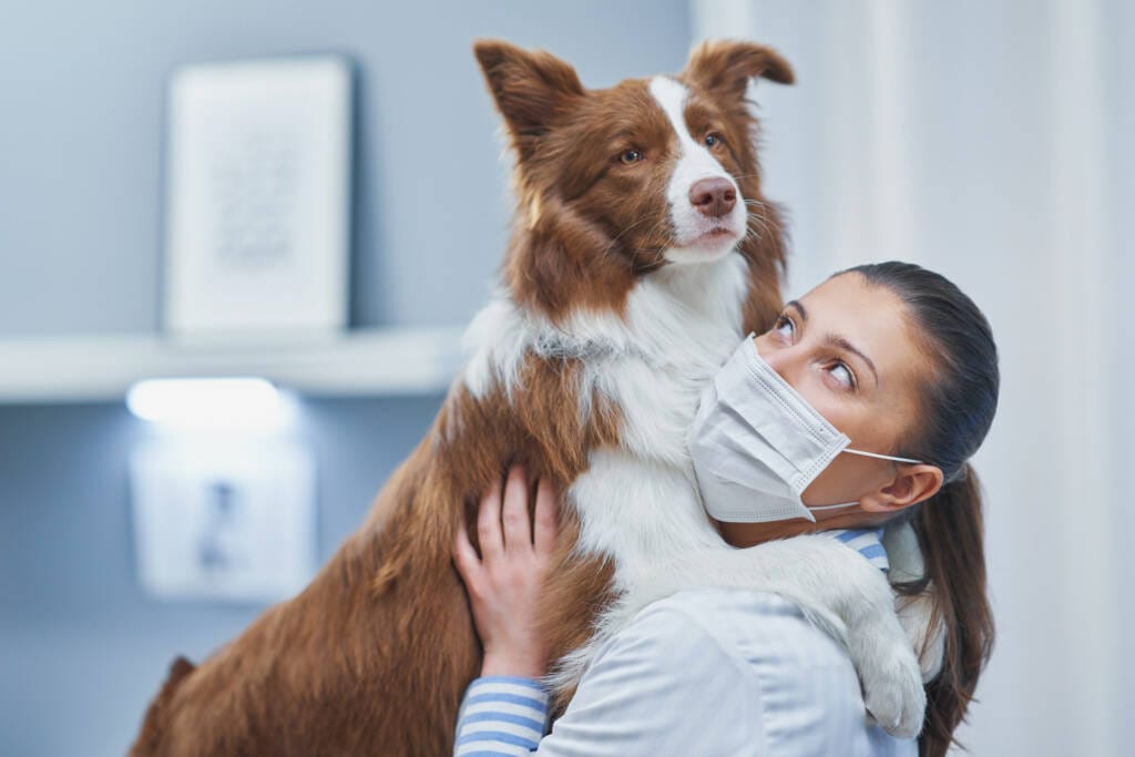 CTA York Veterinary Hospital CTA
