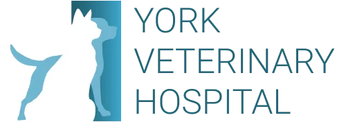 York Veterinary Hospital