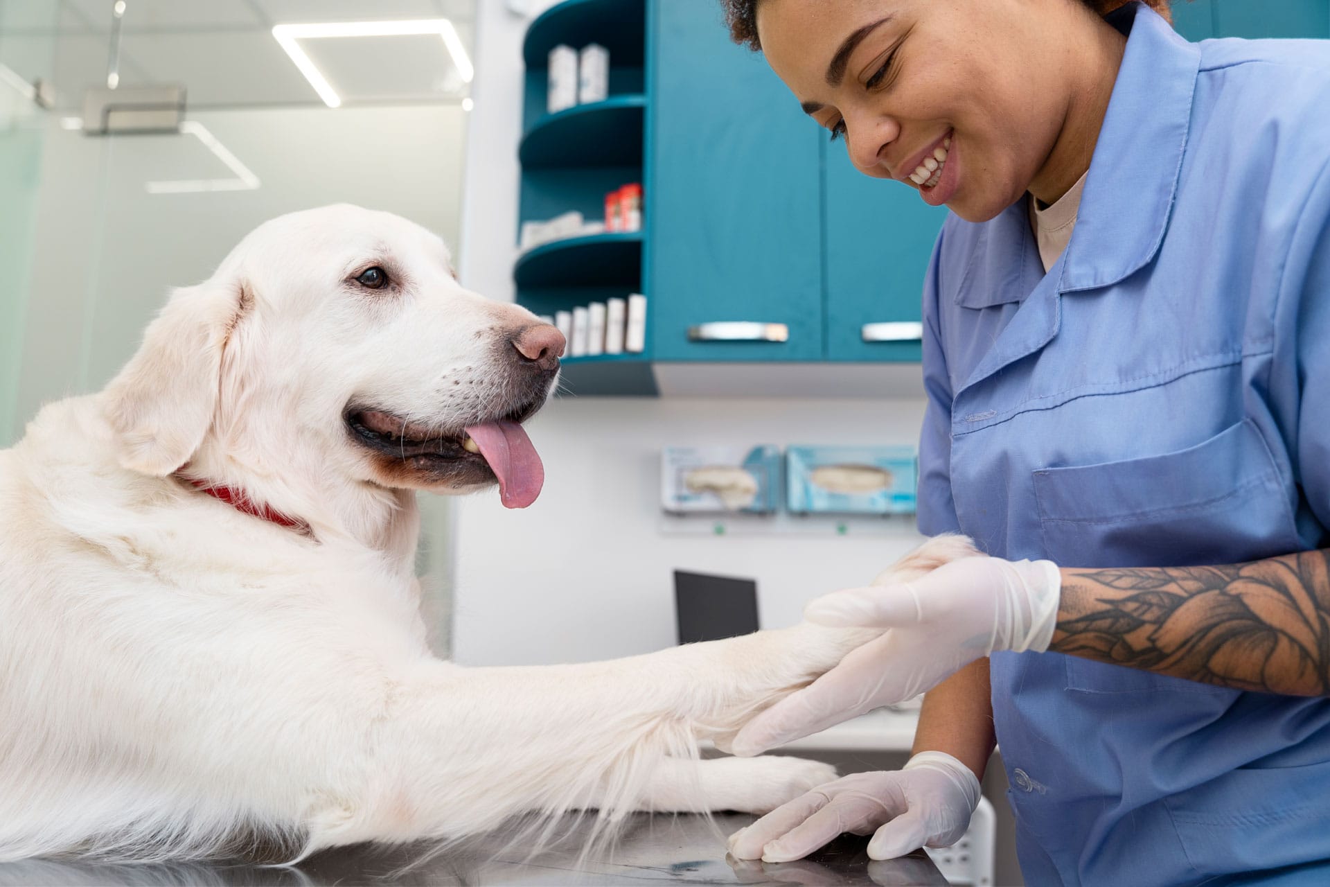 banner3 York Veterinary Hospital banner3
