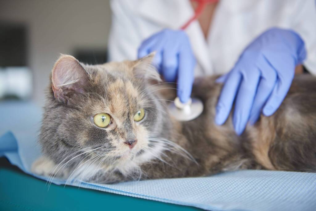 Cat being examined at the vet