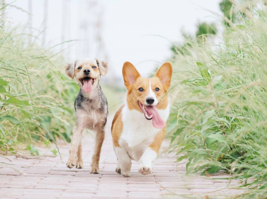Dogs That Don’t Shed Dogs That Don’t Shed