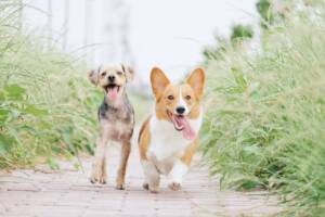 Dogs That Don’t Shed Dogs That Don’t Shed