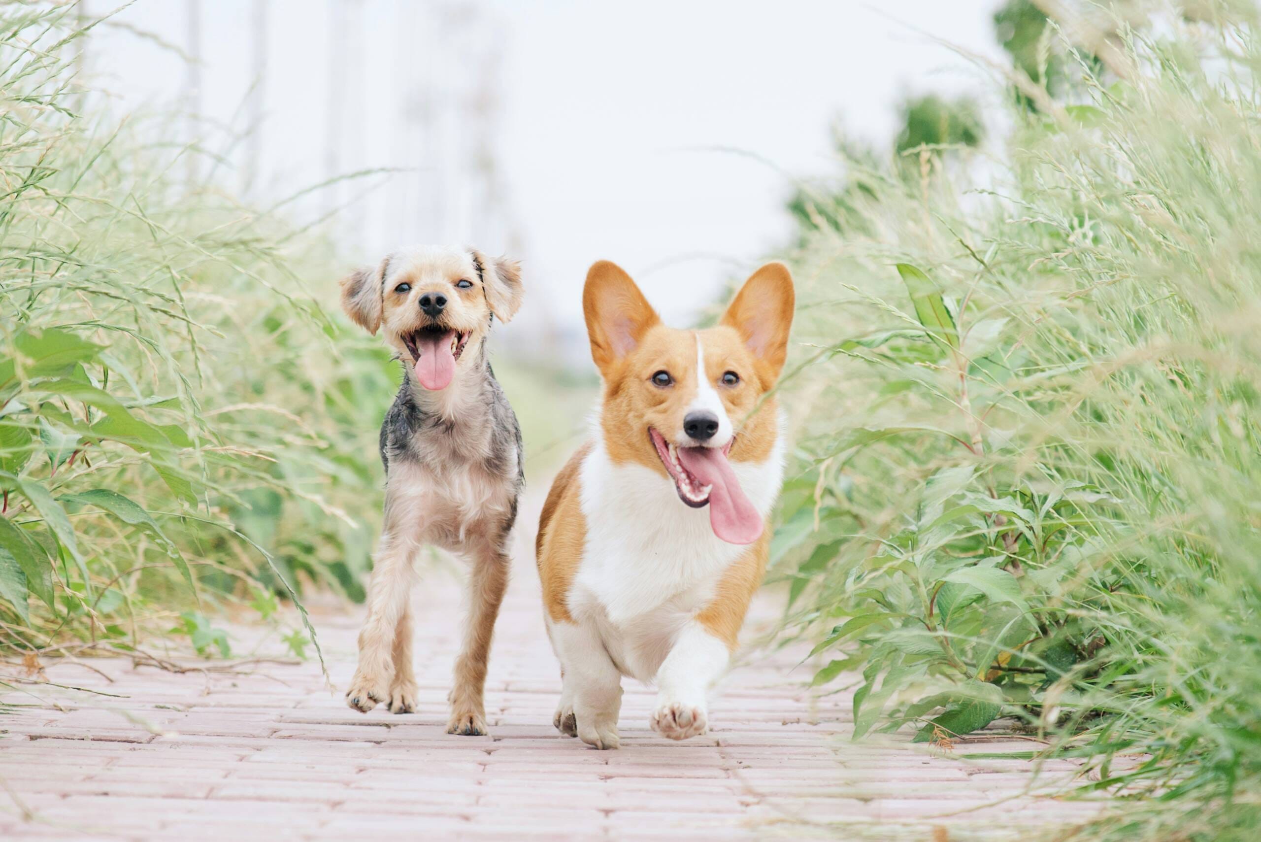 Dogs That Don’t Shed York Veterinary Hospital Dogs That Don’t Shed Dogs That Don’t Shed
