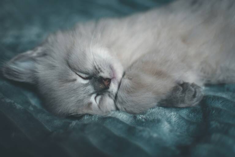 Cat’s Sleeping Position