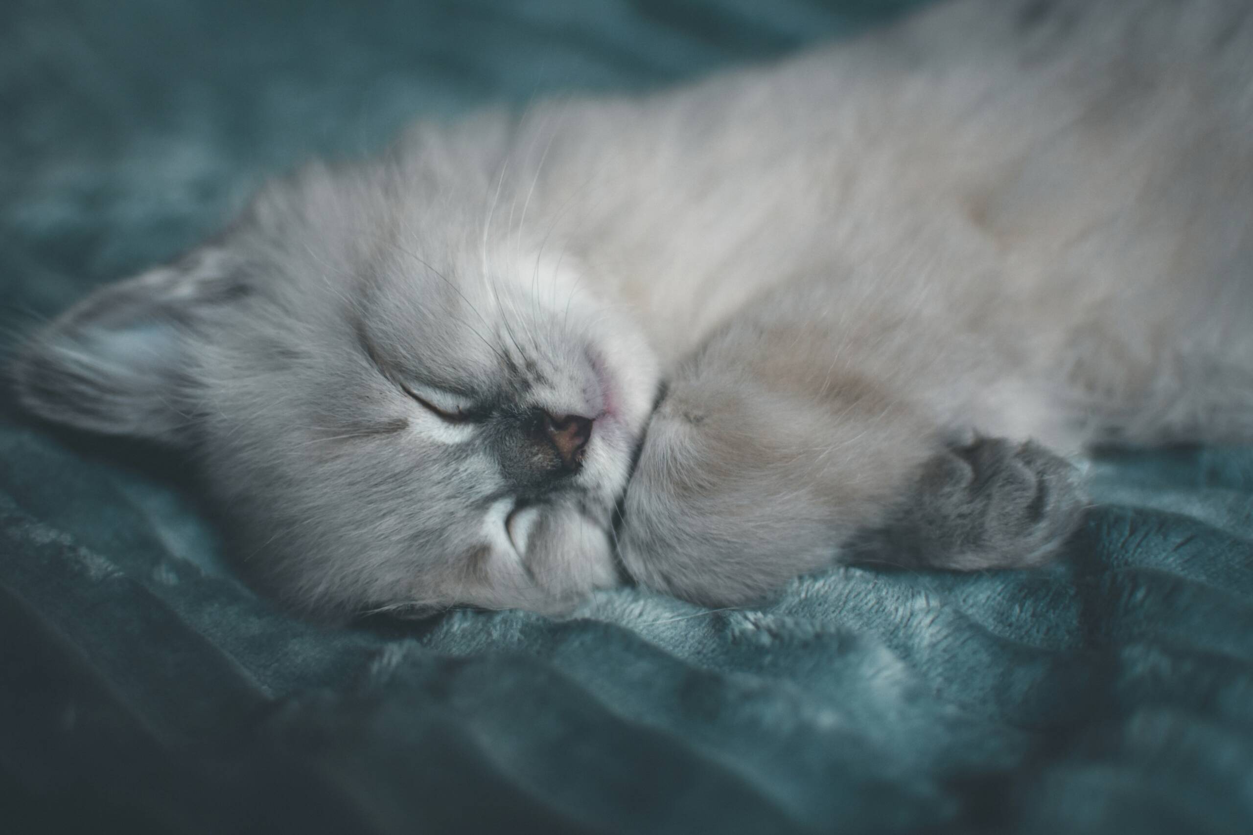 sleeping cat York Veterinary Hospital sleeping cat