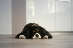 Gabapentin for Dogs Gabapentin for Dogs