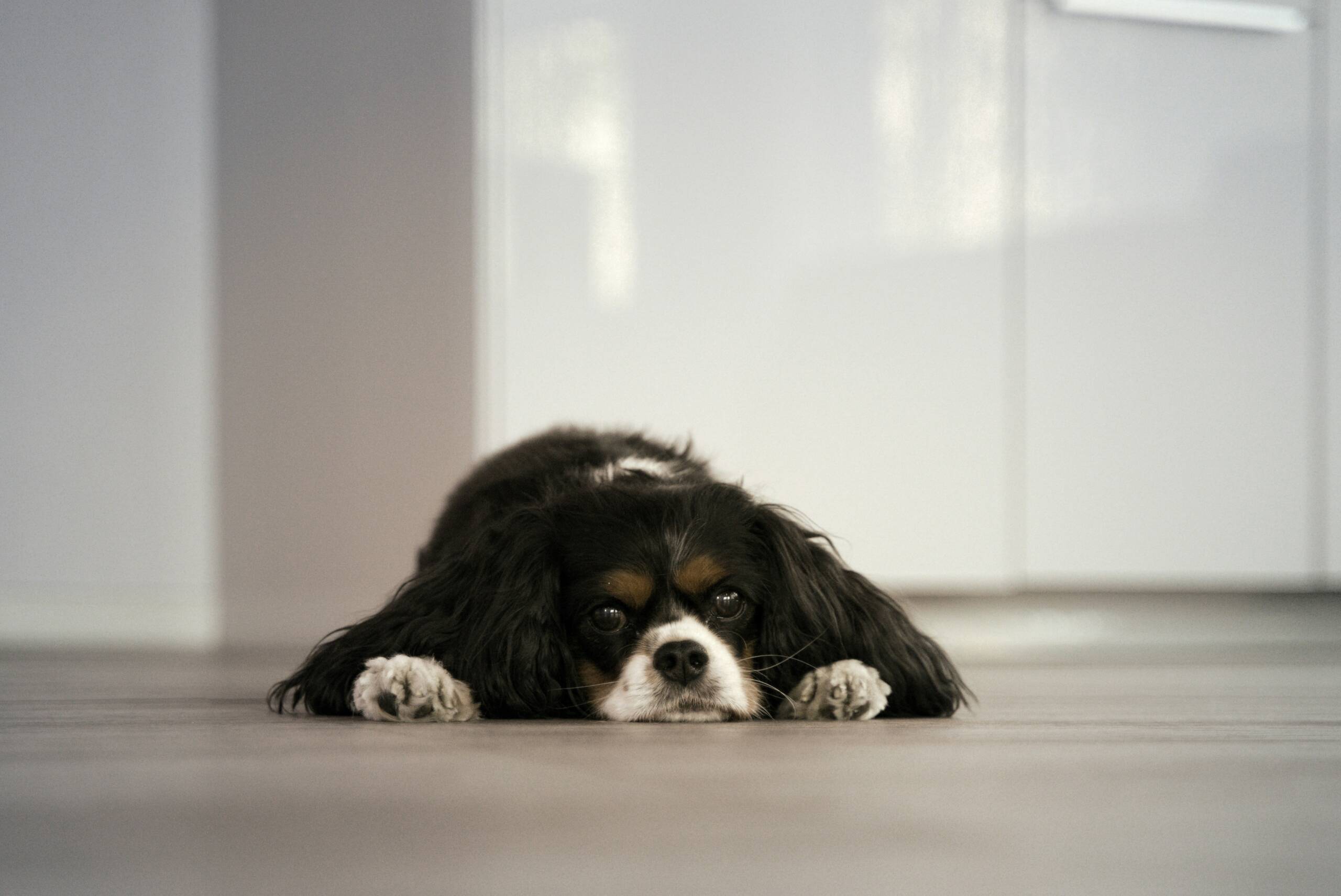 dog York Veterinary Hospital dog