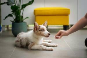 Distemper Vaccine Guide Distemper Vaccine Guide