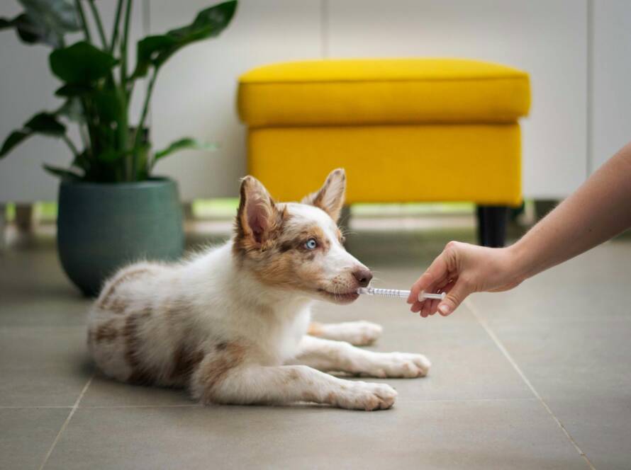 Distemper Vaccine Guide Distemper Vaccine Guide