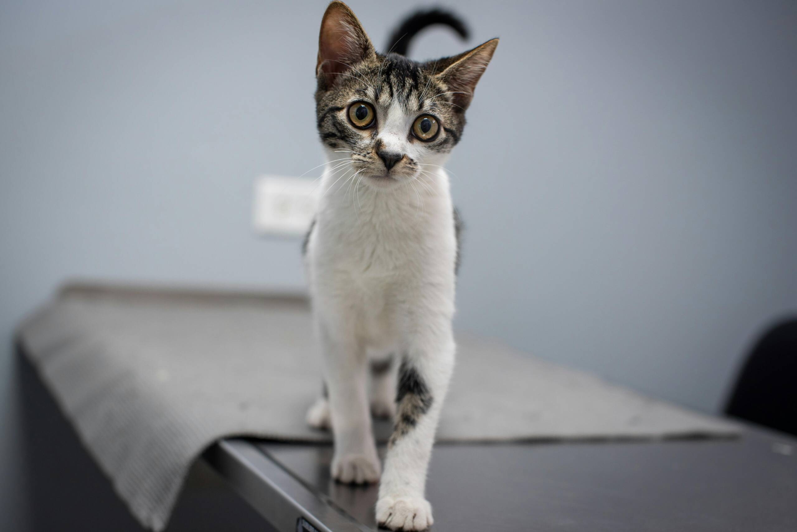 cat York Veterinary Hospital cat