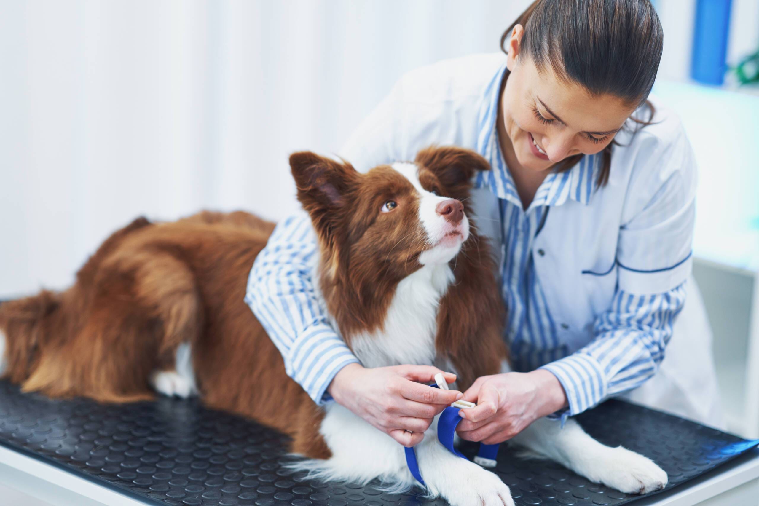 Dog Masses York Veterinary Hospital Dog Masses Dog Masses