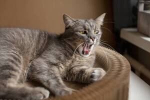 Coughing Cat Coughing Cat