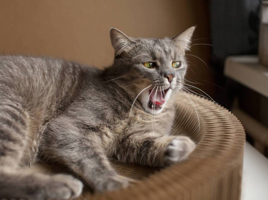 Coughing Cat Coughing Cat