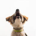 1547 Barking dog