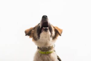 1547 Barking dog