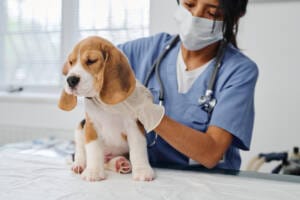 37476 Hot Spots on Dogs