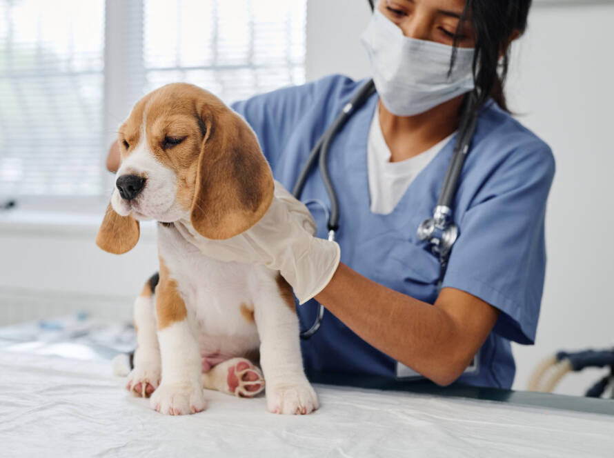 37476 Hot Spots on Dogs