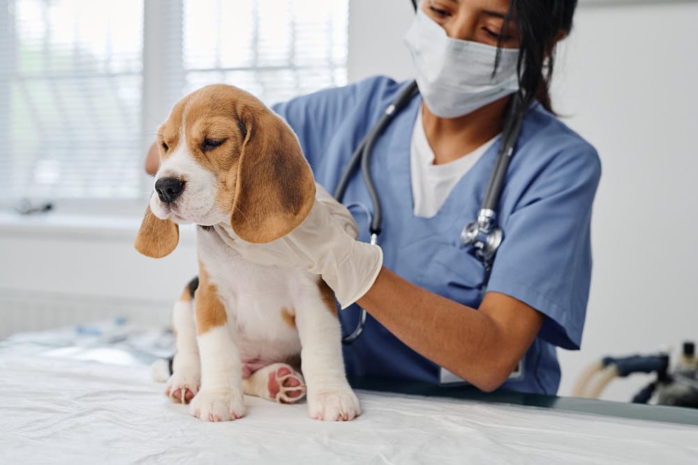 37476 York Veterinary Hospital 37476 Hot Spots on Dogs
