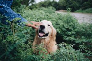 Processed with VSCO with a6 preset Happy and Healthy pet