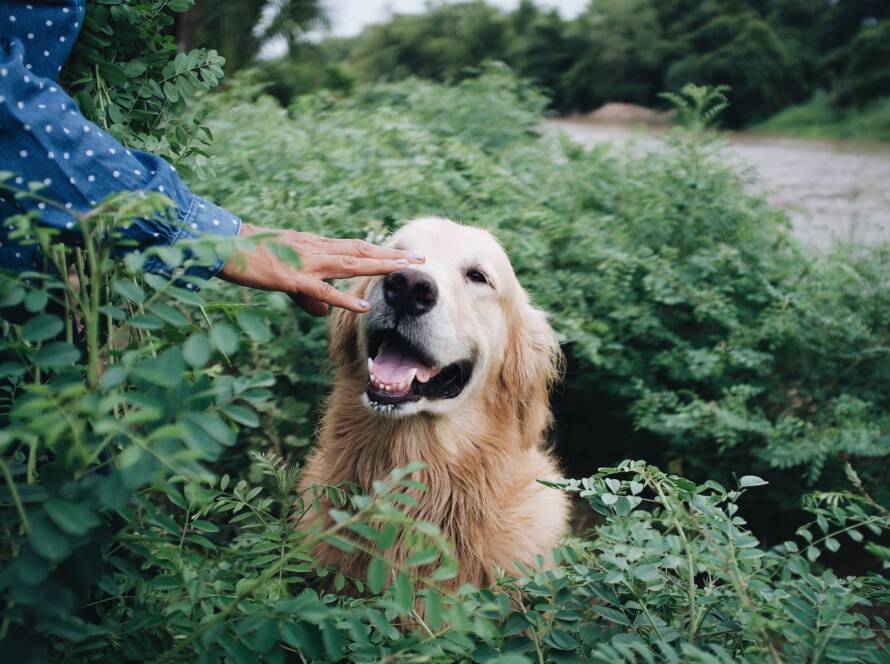 Processed with VSCO with a6 preset Happy and Healthy pet