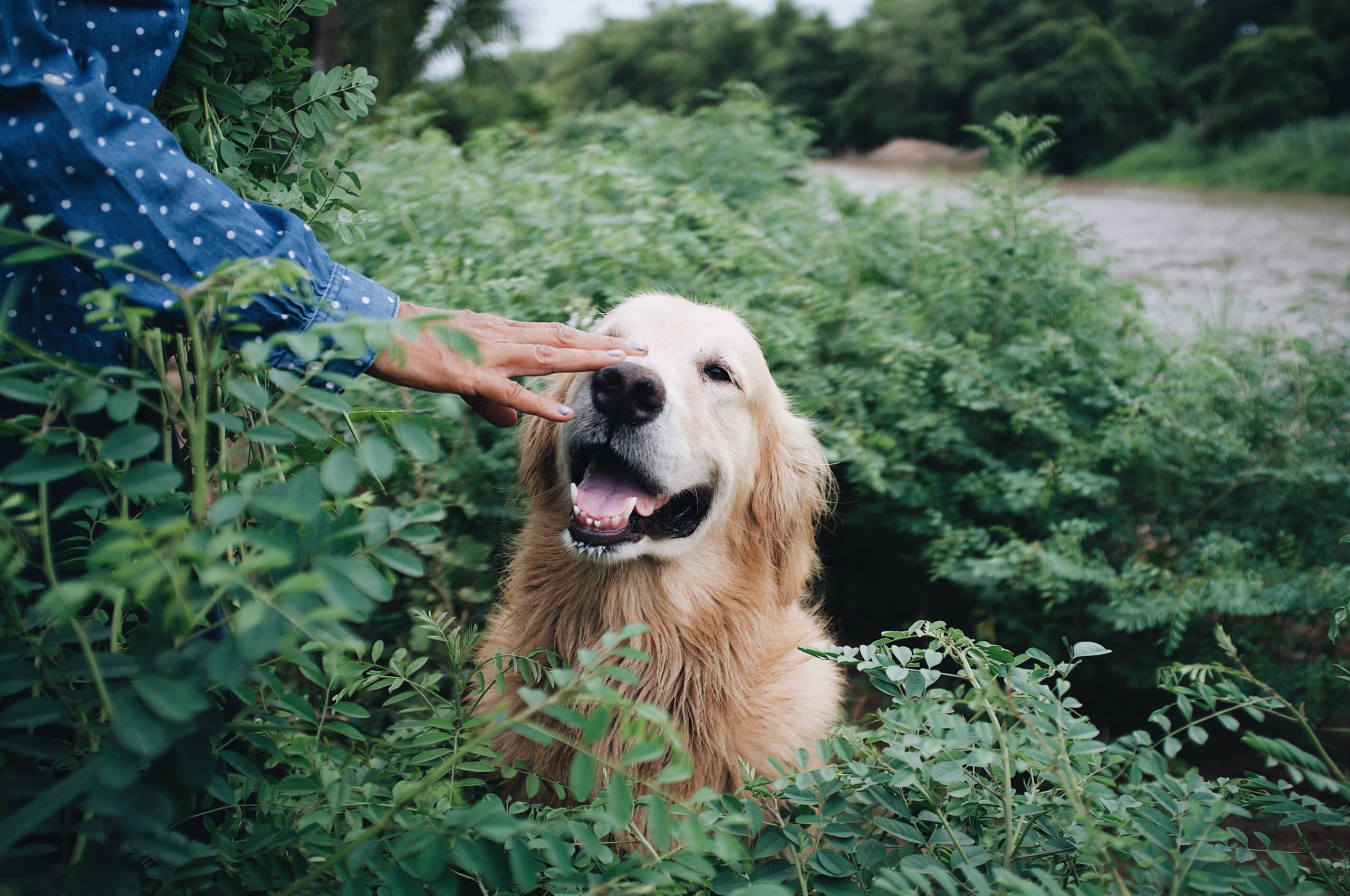 Processed with VSCO with a6 preset York Veterinary Hospital Processed with VSCO with a6 preset Happy and Healthy pet