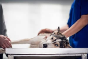A cute calm dog getting a check up at the vets office Pet Emergency