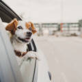 cute small jack russell dog in a car watching by the window Pet in Car