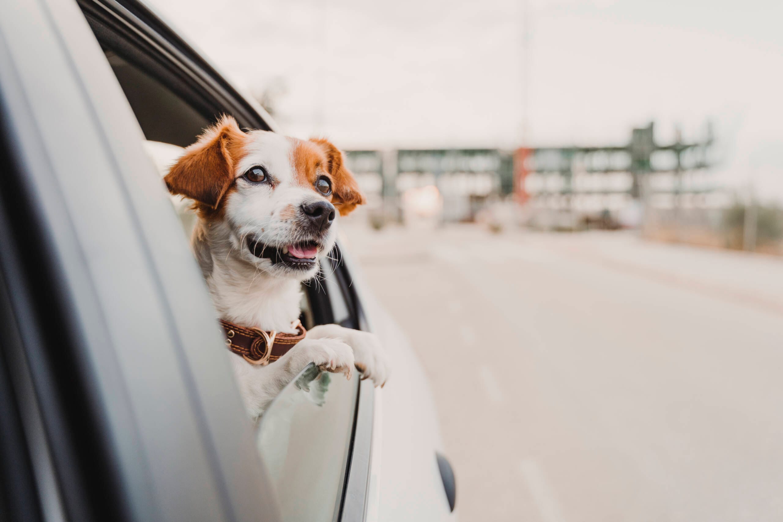 cute small jack russell dog in a car watching by the window York Veterinary Hospital cute small jack russell dog in a car watching by the window Pet in Car