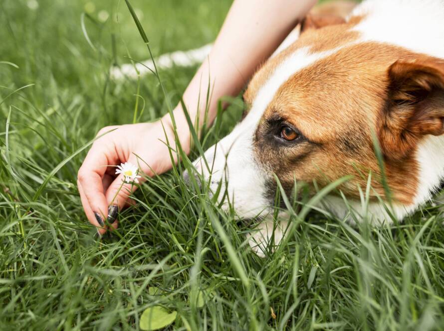 Black Fly Bites on Dogs