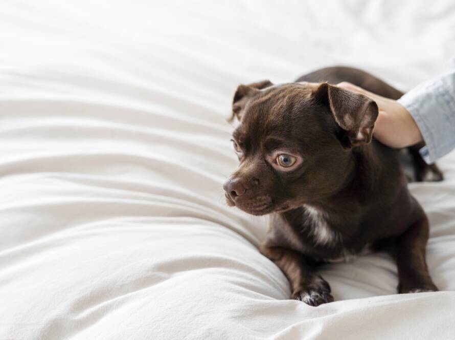 Dog in pain