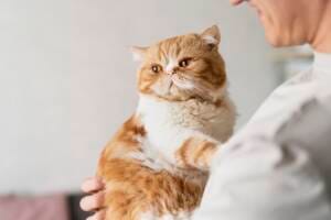 Cat UTI Treatment Cat UTI Treatment