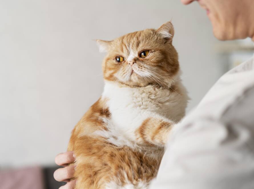 Cat UTI Treatment